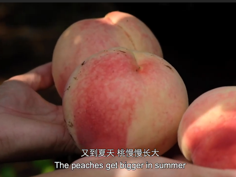 Mãos segurando três pêssegos maduros. Há uma legenda em inglês e chinês com a seguinte frase: os pêssegos ficam maiores no verão