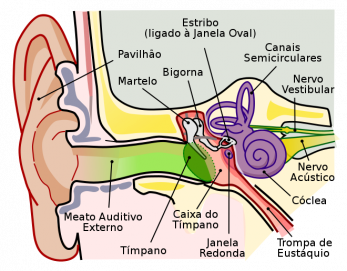 Ilustração  digital da anatomia de um ouvido humano. É possível identificar a parte externa da orelha, o canal por onde entram as ondas sonoras, ossos pequenos e nervos. A imagem é bastante colorida e todos os elementos são nomeados em letras pretas.