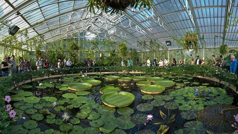 Foto da parte interna de uma estufa com teto de vidro. O ambiente é claro e, no centro, há uma lagoa artificial com inúmeras vitórias-régias. Ao seu redor, mais plantas e diversos visitantes observando as plantas do local.