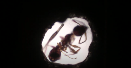 Fotograma do filme ANTFILM. Uma formiga aparece imóvel no centro da tela, dentro de um compartimento claro, de formato arredondado e bordas irregulares. Suas patas e antenas estão comprimidas pelas paredes do espaço. Todo o resto da imagem é preto.