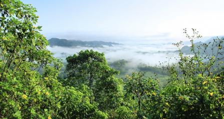 Foto colorida, em ambiente externo, de floresta densa, com neblina sob o topo das árvores