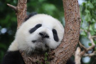 Foto colorida em ambiente externo, de um panda.