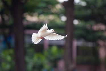 Foto colorida, em ambiente externo, de pomba branca voando.
