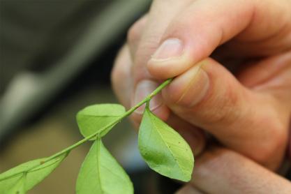 Foto da mão de pessoa branca que segura um ramo de planta com algumas folhas verdes e arredondadas.