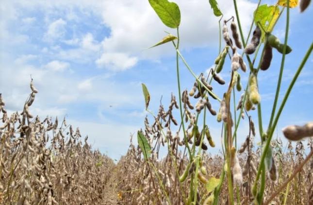 Foto de plantação de soja. No primeiro plano, uma planta com caule, folhas e vagens verdes, as demais são em sua maioria amareladas. O céu é azul com algumas nuvens.