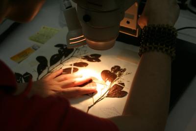 Fotografia de duas plantas secas sobre uma mesa com uma luminária e um microscópio direcionados para o material em um ambiente escuro. No recorte da imagem, a mão de uma pessoa branca está apoiada sobre o material e  outra mão segura o equipamento.