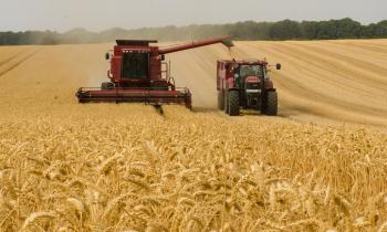 Uma colheitadeira vermelha passa por um extenso campo de trigo, jogando os grãos em um caminhão também vermelho que a acompanha. Ao fundo, erguem-se árvores grandes de cor verde.