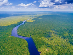 Foto de floresta vista de cima, cortada por um rio que segue do primeiro plano até o fundo da imagem. O céu é azul com nuvens. 